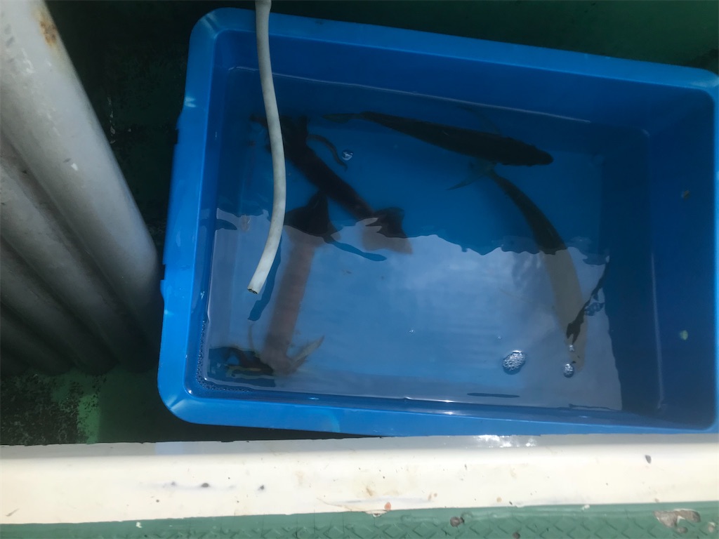 f:id:fishingandwine:20191223185129j:image
