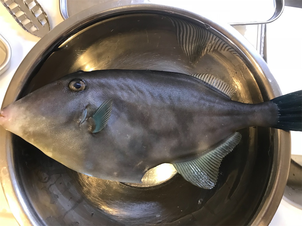 f:id:fishingandwine:20191223185134j:image