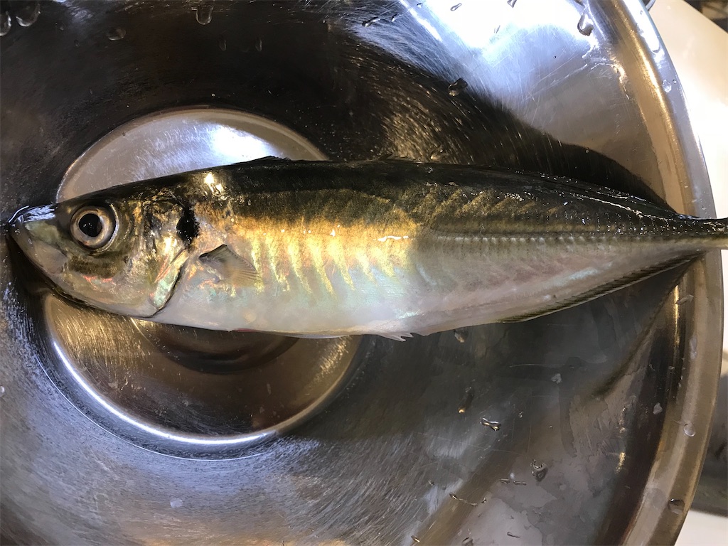 f:id:fishingandwine:20191223185140j:image
