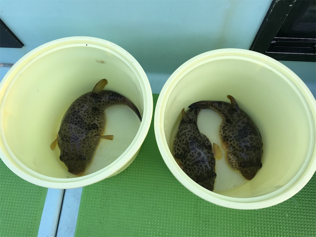 f:id:fishingandwine:20191223202006j:image f:id:fishingandwine:20191223202006j:image