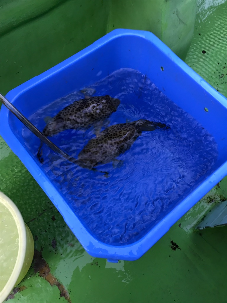 f:id:fishingandwine:20191223202031j:image f:id:fishingandwine:20191223202031j:image