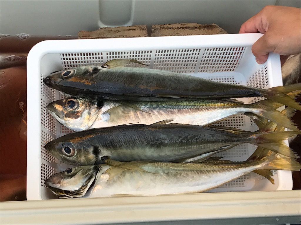 f:id:fishingandwine:20200614081248j:image