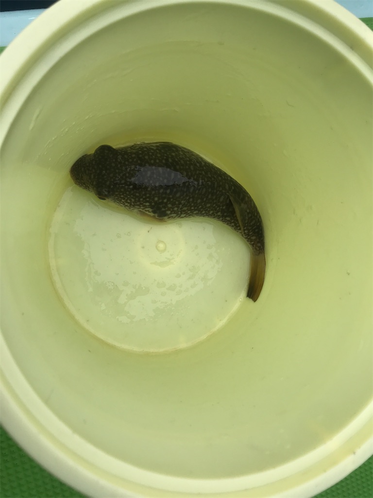 f:id:fishingandwine:20200614081717j:image f:id:fishingandwine:20200614081717j:image