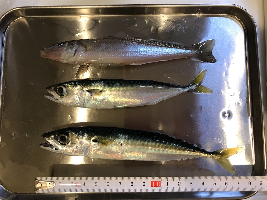 f:id:fishingandwine:20200704100117j:image