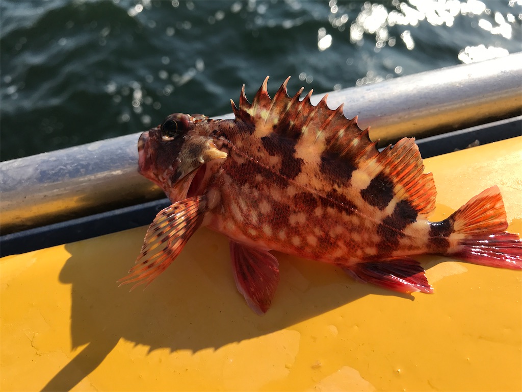 f:id:fishingandwine:20201230221447j:image