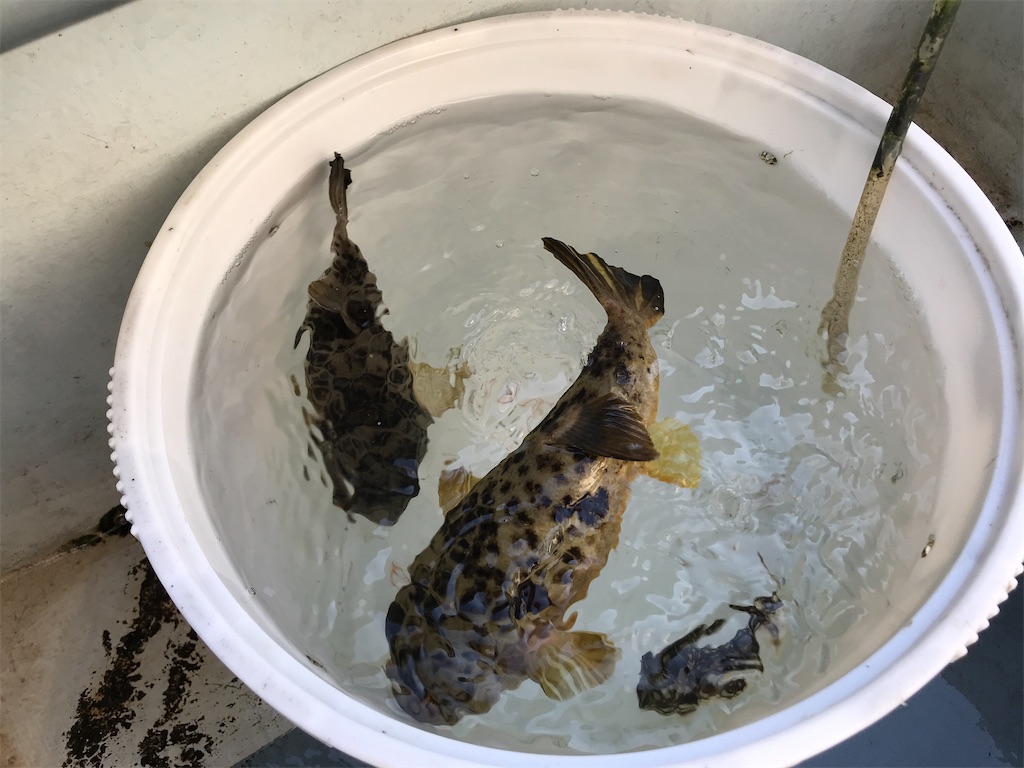 f:id:fishingandwine:20201230221549j:image