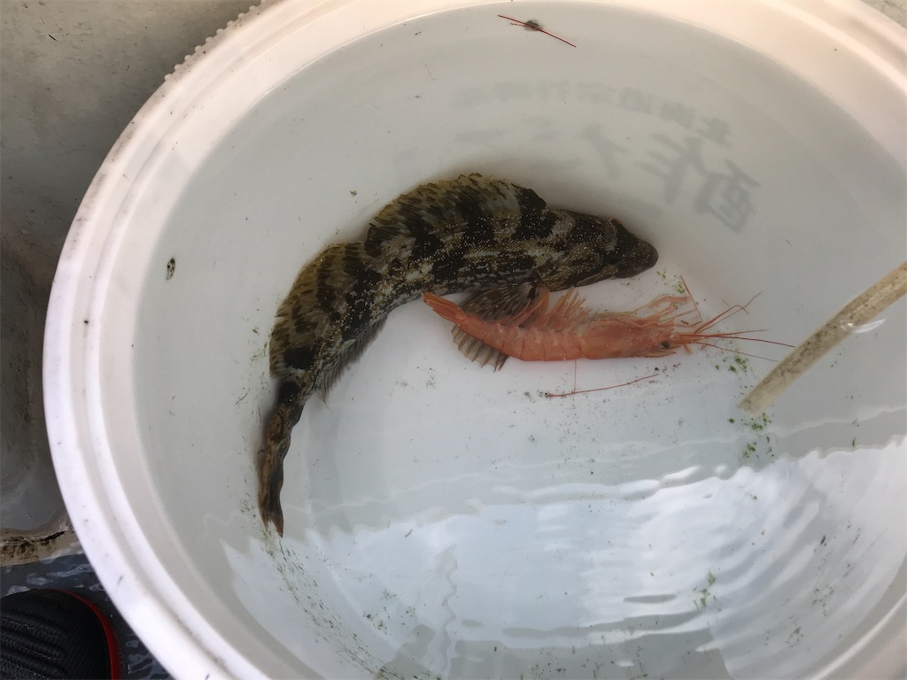 f:id:fishingandwine:20201230221608j:image