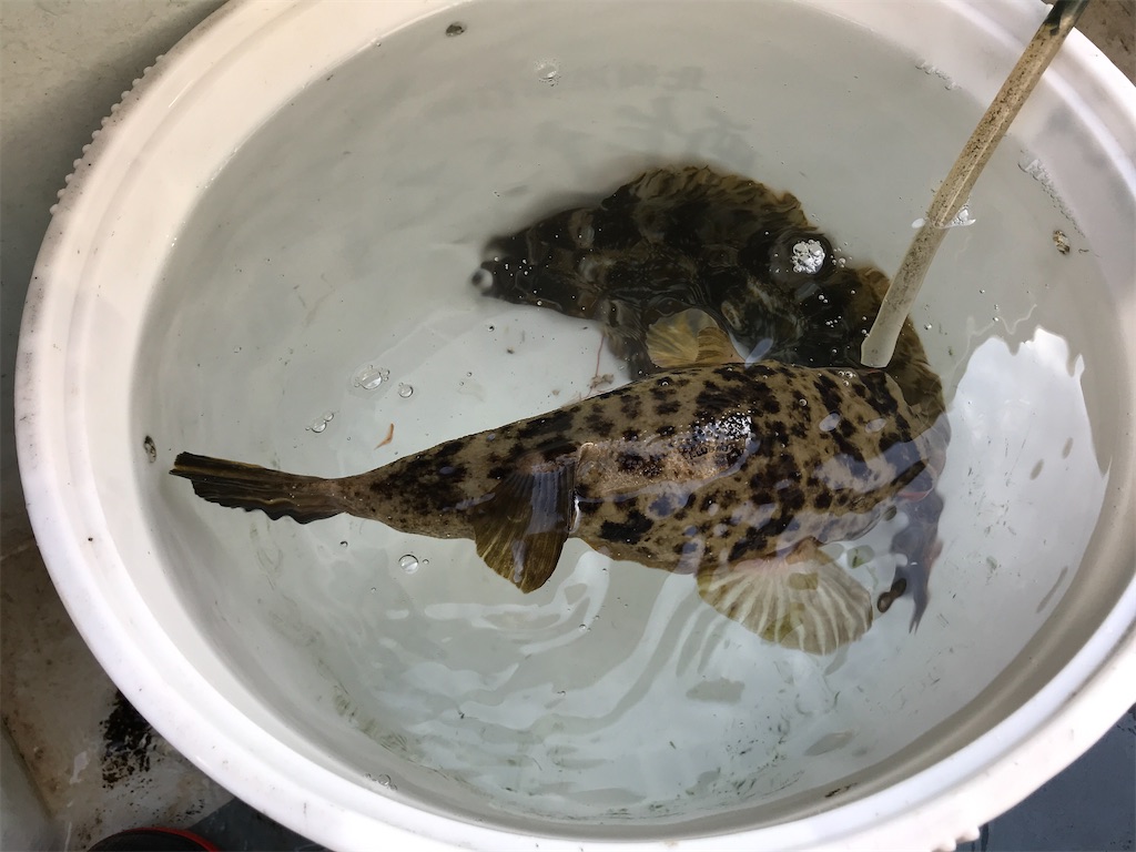 f:id:fishingandwine:20201230221827j:image
