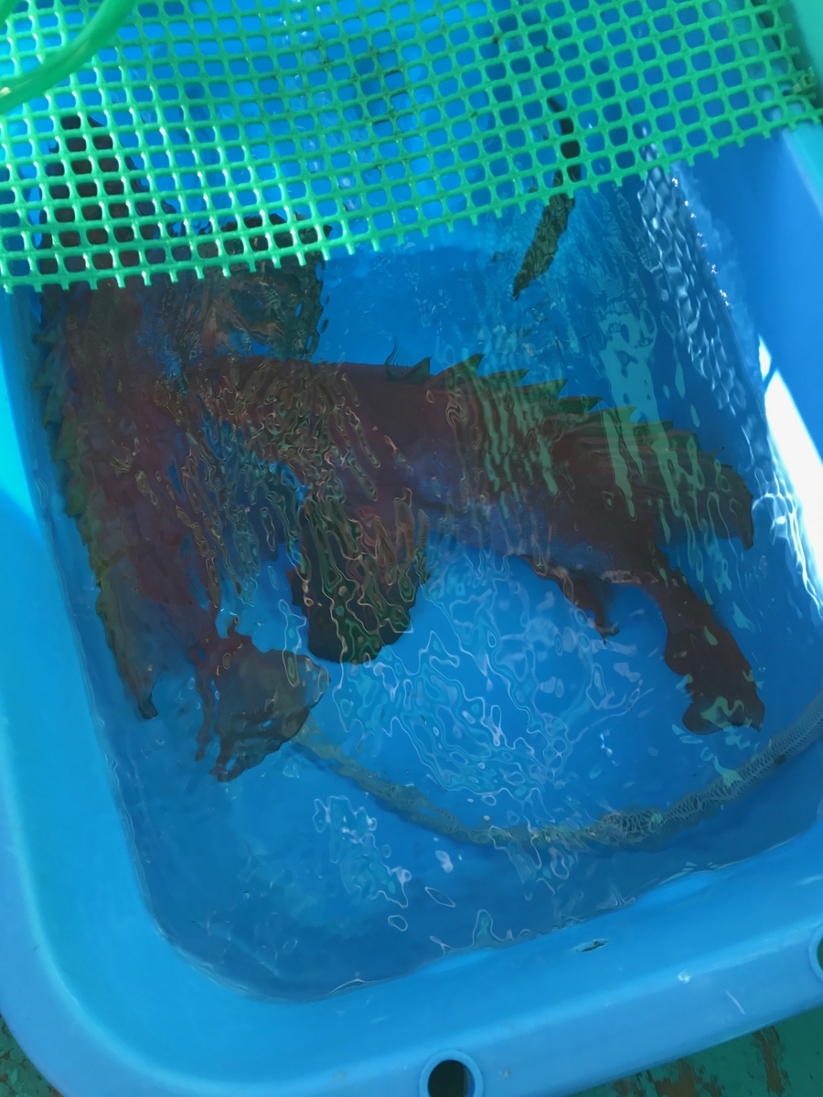 f:id:fishingandwine:20210505132404j:plain