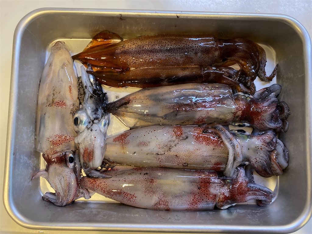 f:id:fishingandwine:20210606212059j:image
