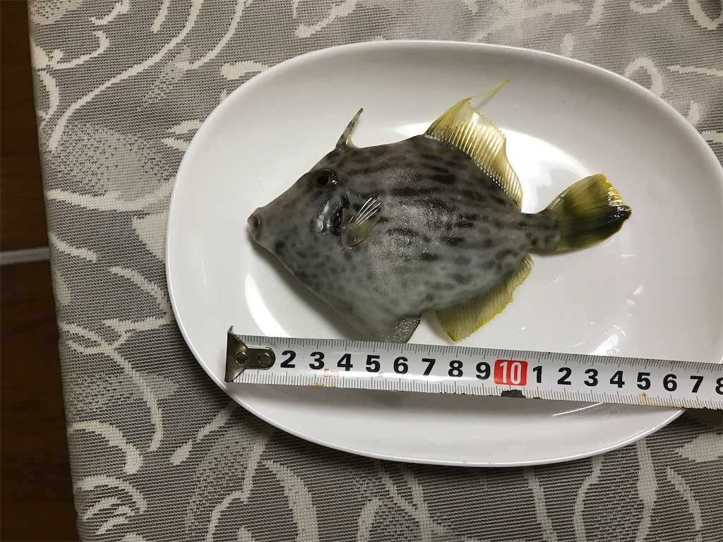 f:id:fishingandwine:20210911211014j:image