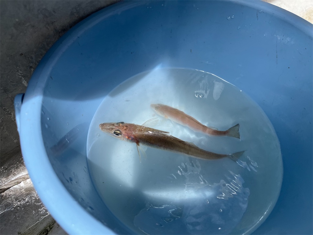 f:id:fishingandwine:20220812112434j:image f:id:fishingandwine:20220812112434j:image