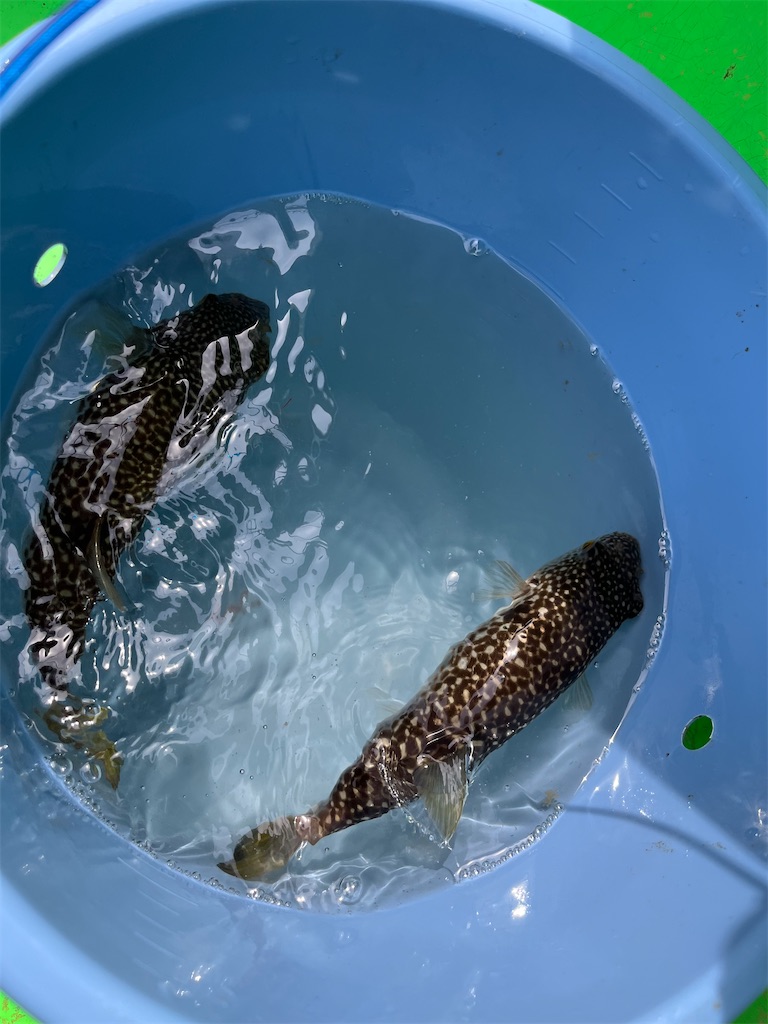 f:id:fishingandwine:20230625213604j:image f:id:fishingandwine:20230625213604j:image