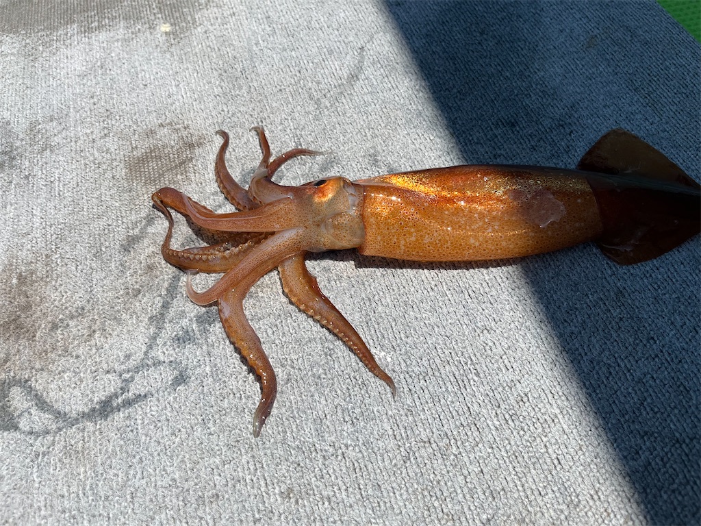 f:id:fishingandwine:20230718151251j:image