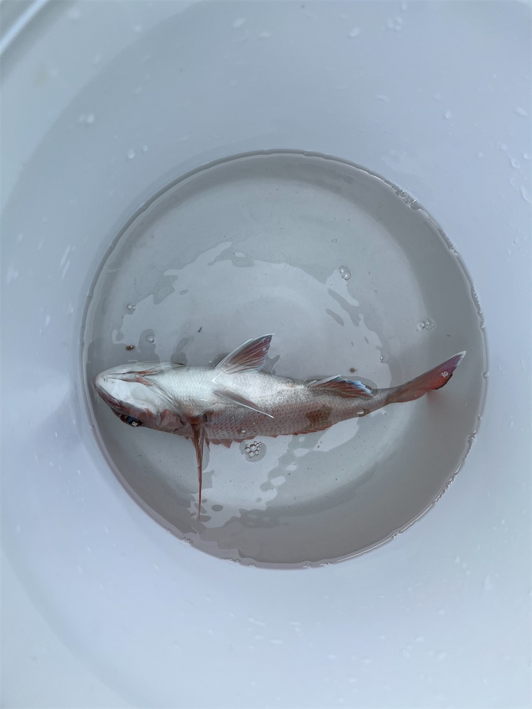 f:id:fishingandwine:20231003075957j:image