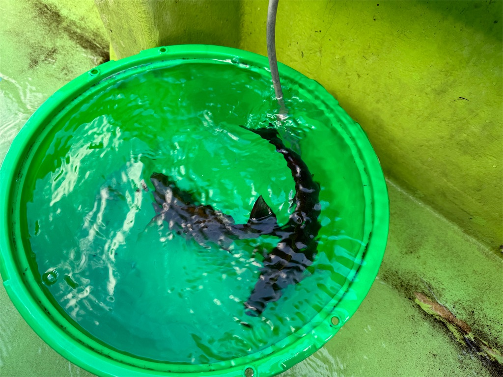 f:id:fishingandwine:20231126083045j:image