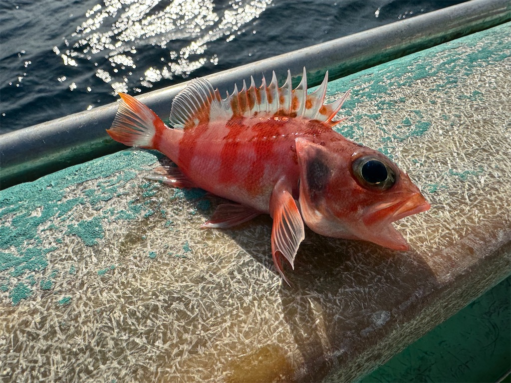f:id:fishingandwine:20240212083109j:image f:id:fishingandwine:20240212083109j:image