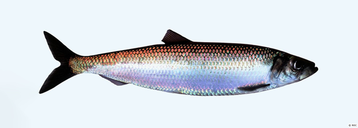 f:id:fishingdelusion:20220213202922j:plain