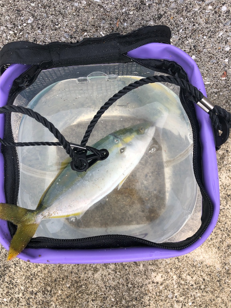 f:id:fishingnotes:20190926173621j:image f:id:fishingnotes:20190926173621j:image