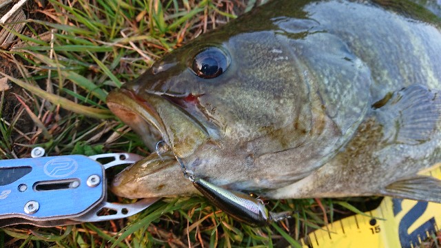 ランカーサイズ現る 渡良瀬川下流域でバス釣り 釣り好き親父トチオーの釣り日記
