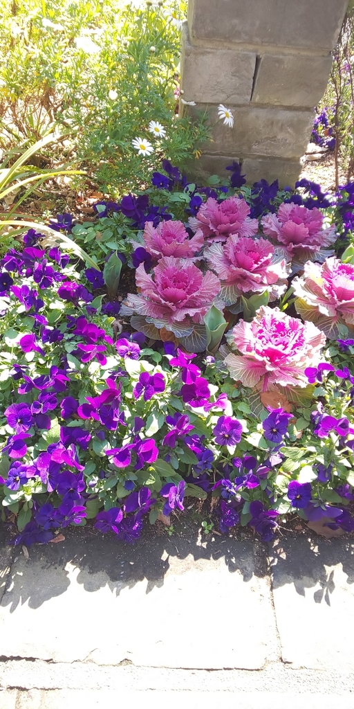 f:id:fishlive0620:20190302192838j:plain f:id:fishlive0620:20190302192838j:plain
