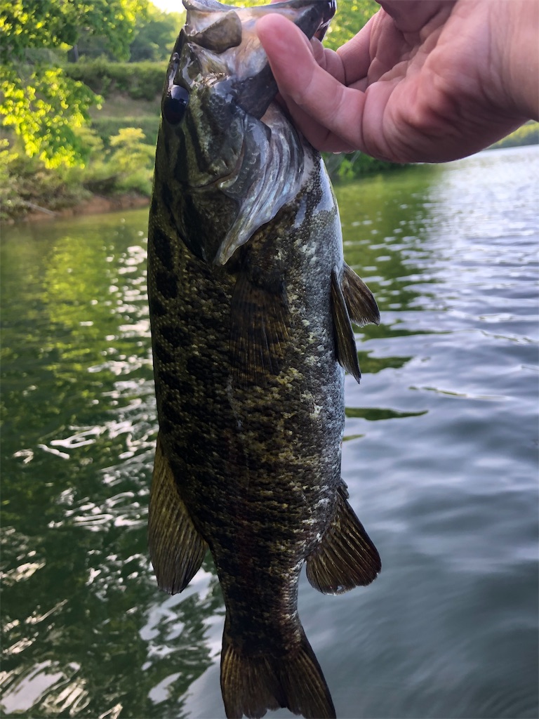 f:id:fishroman:20190530220610j:image