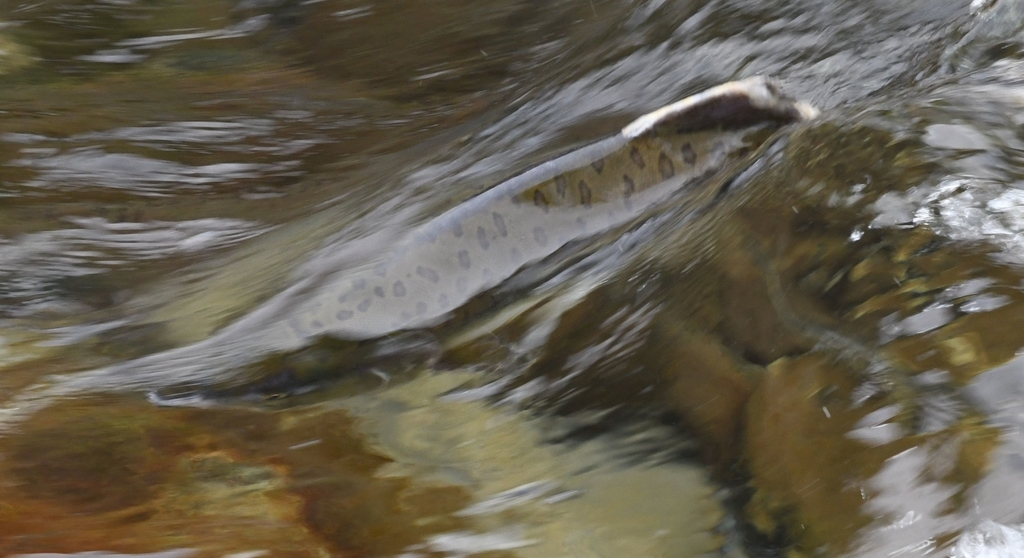 f:id:fishtail2017:20190211195725j:plain