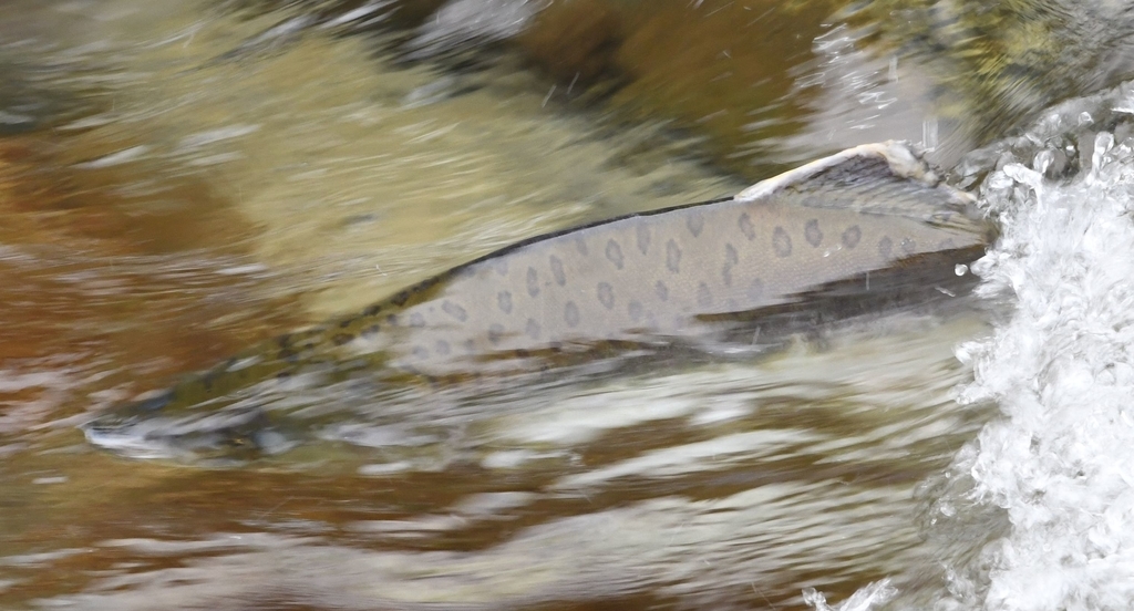 f:id:fishtail2017:20190211195751j:plain