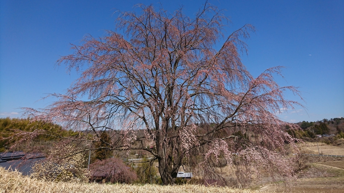 f:id:fishtail2017:20190414185237j:plain