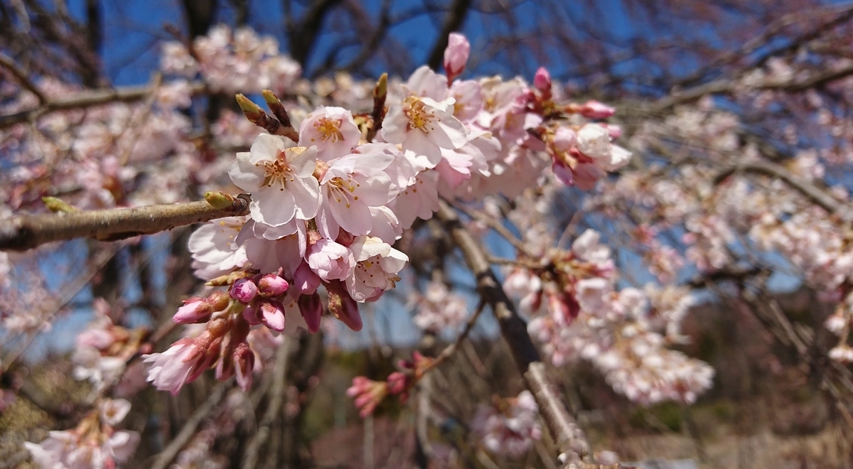 f:id:fishtail2017:20190414191102j:plain