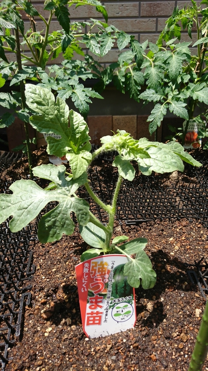 f:id:fishtail2017:20190526210931j:plain