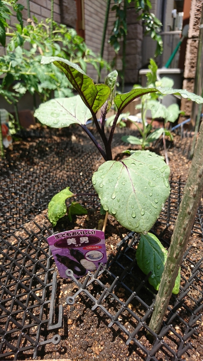 f:id:fishtail2017:20190526211946j:plain