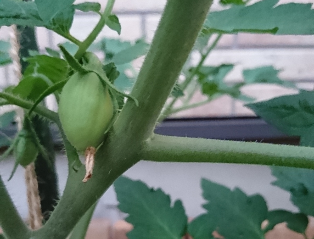 f:id:fishtail2017:20190603000825j:plain f:id:fishtail2017:20190603000825j:plain