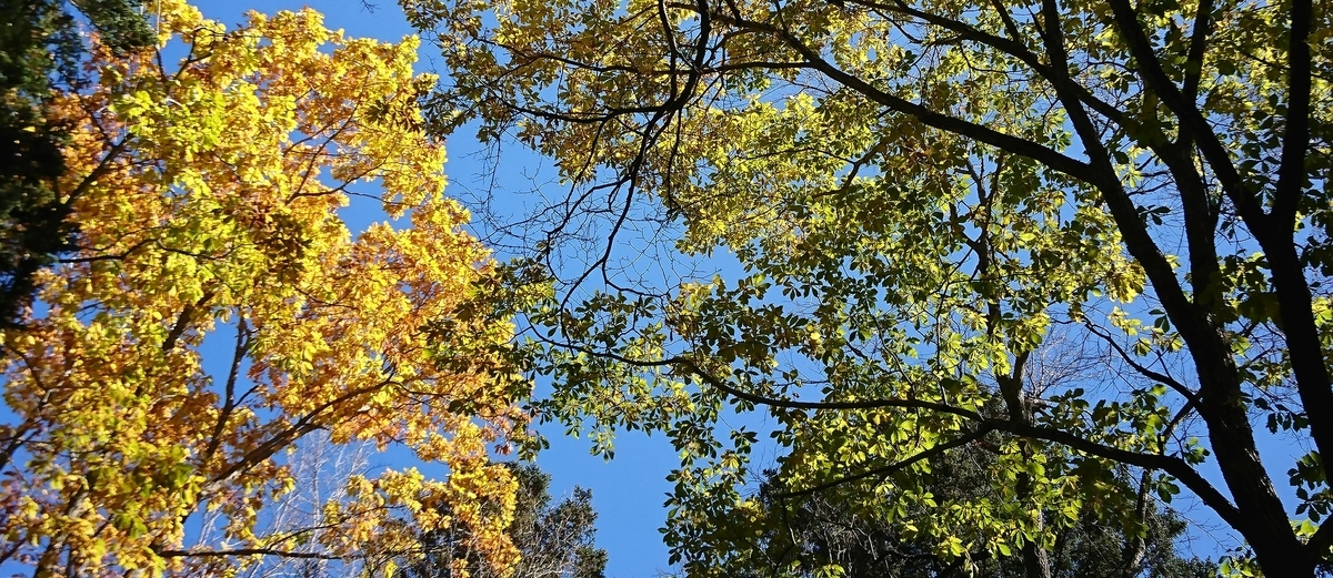 f:id:fishtail2017:20191020224403j:plain