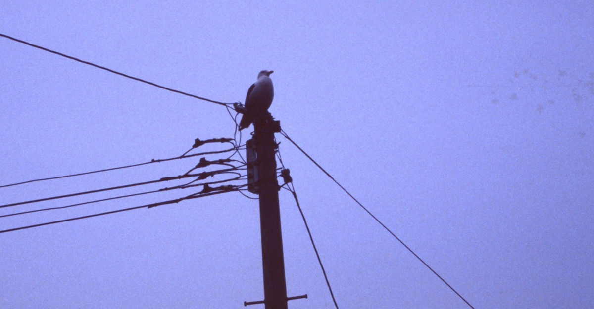 f:id:fishtail2017:20200622010206j:plain