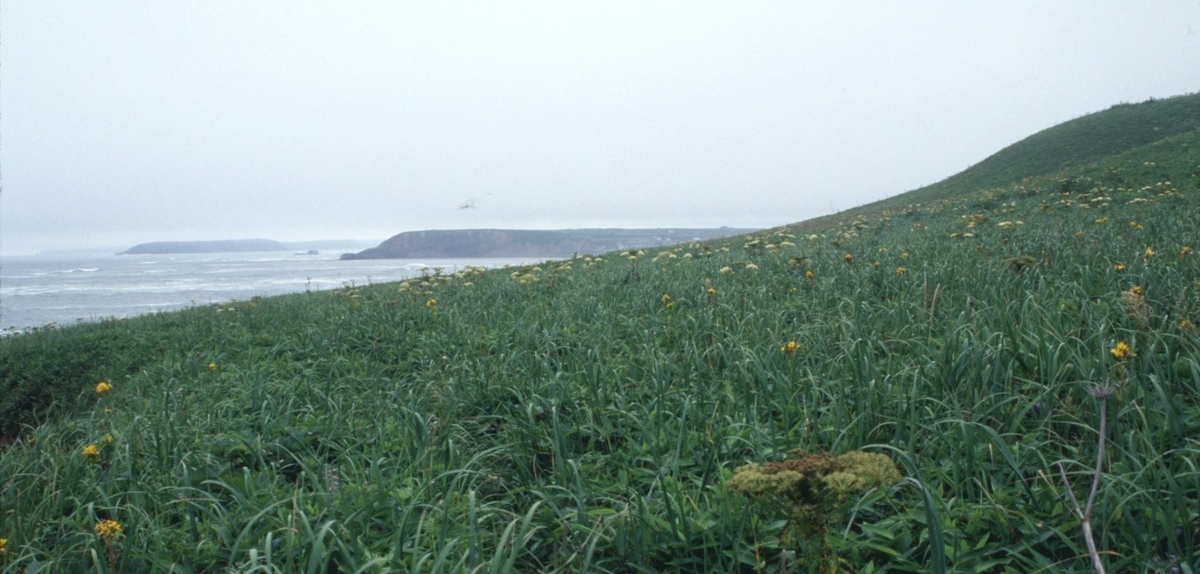 f:id:fishtail2017:20200622013049j:plain