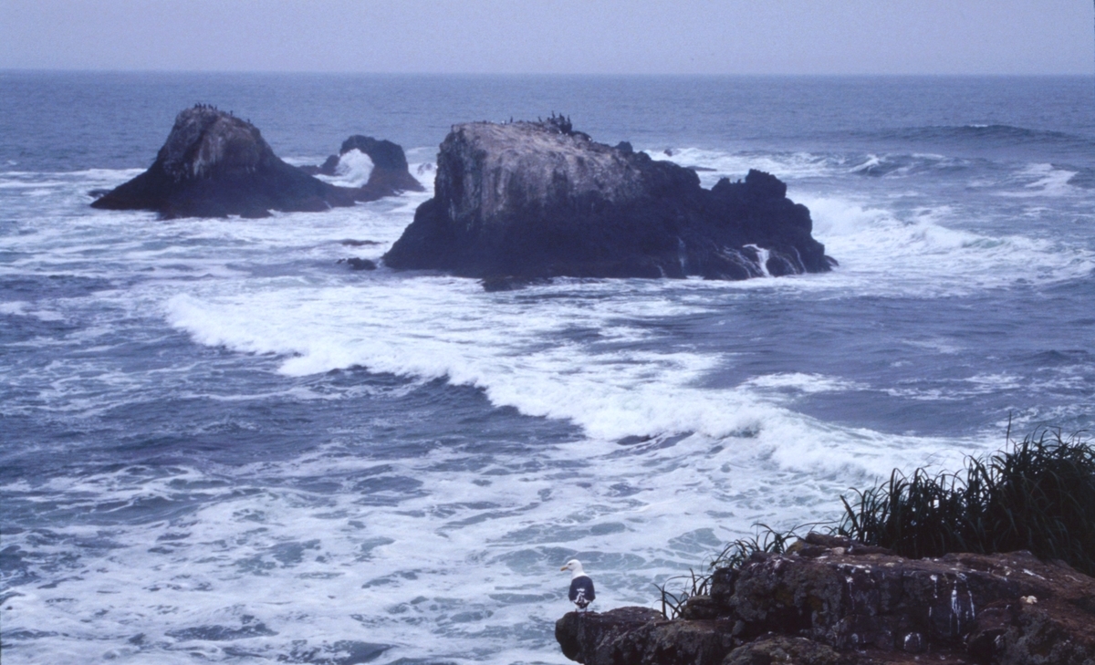 f:id:fishtail2017:20200622013230j:plain