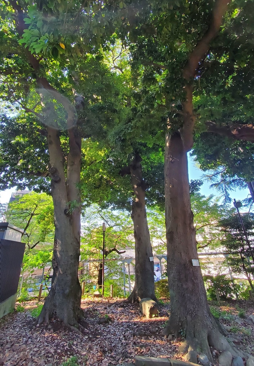 f:id:fishtail2017:20210718234653j:plain