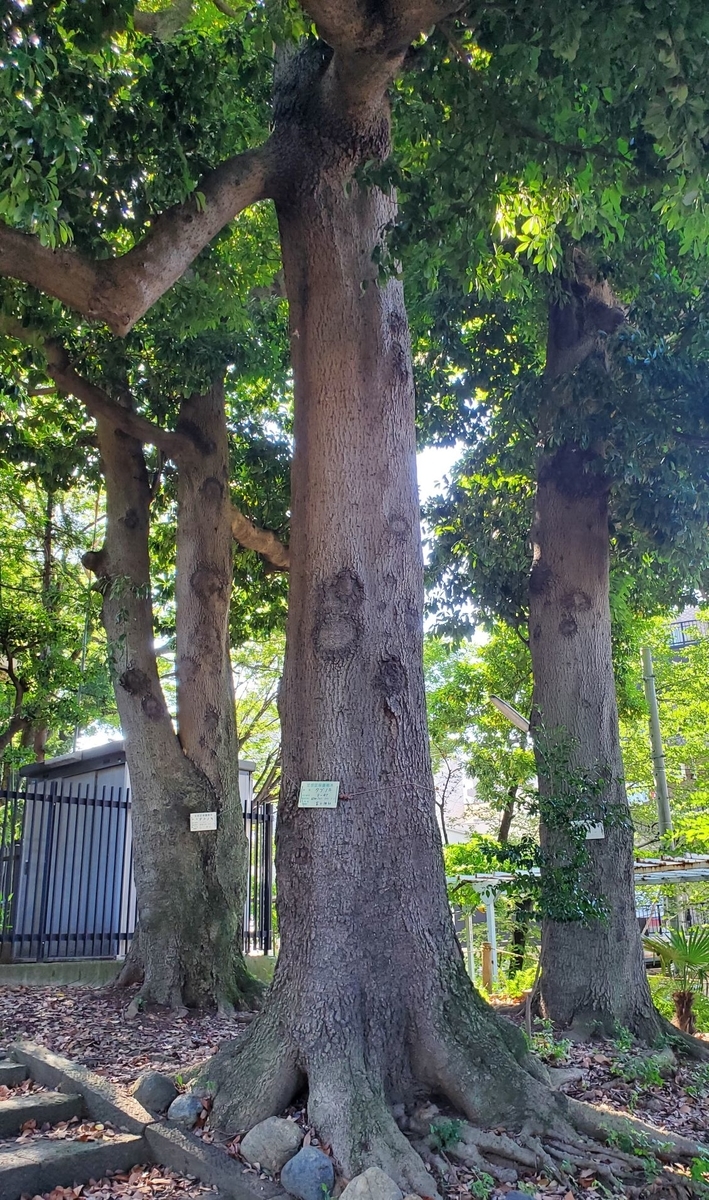 f:id:fishtail2017:20210718234709j:plain