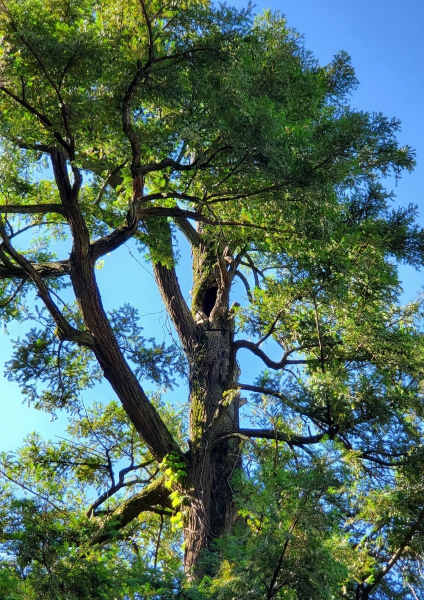 f:id:fishtail2017:20210718234738j:plain