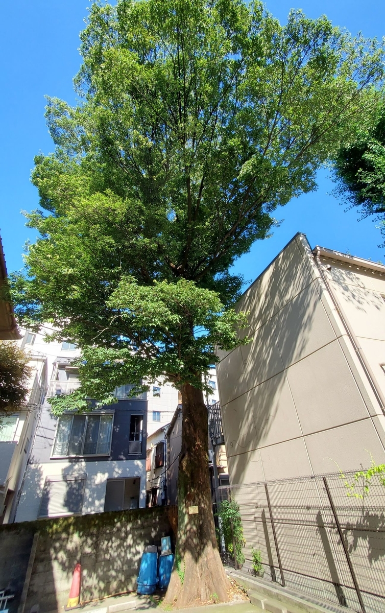 f:id:fishtail2017:20210718234758j:plain