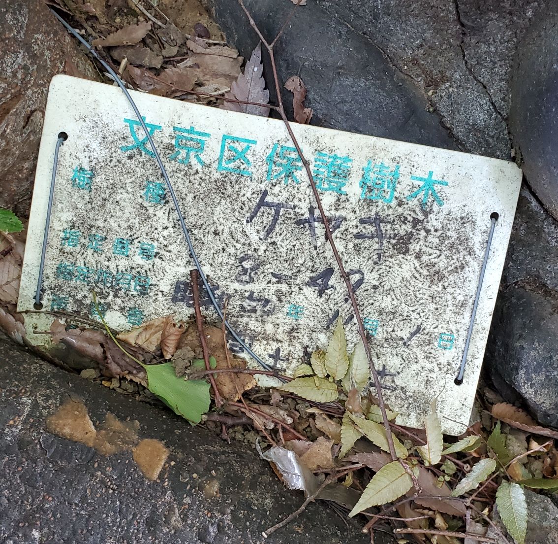 f:id:fishtail2017:20210718234843j:plain