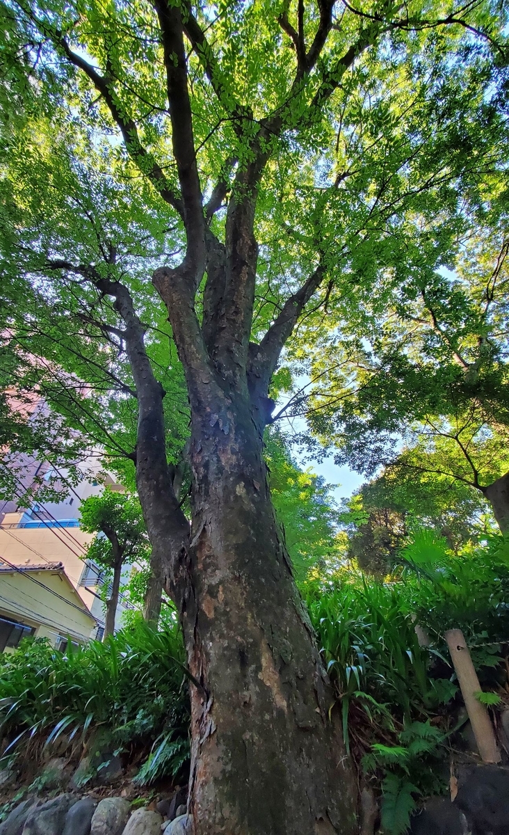 f:id:fishtail2017:20210718234956j:plain