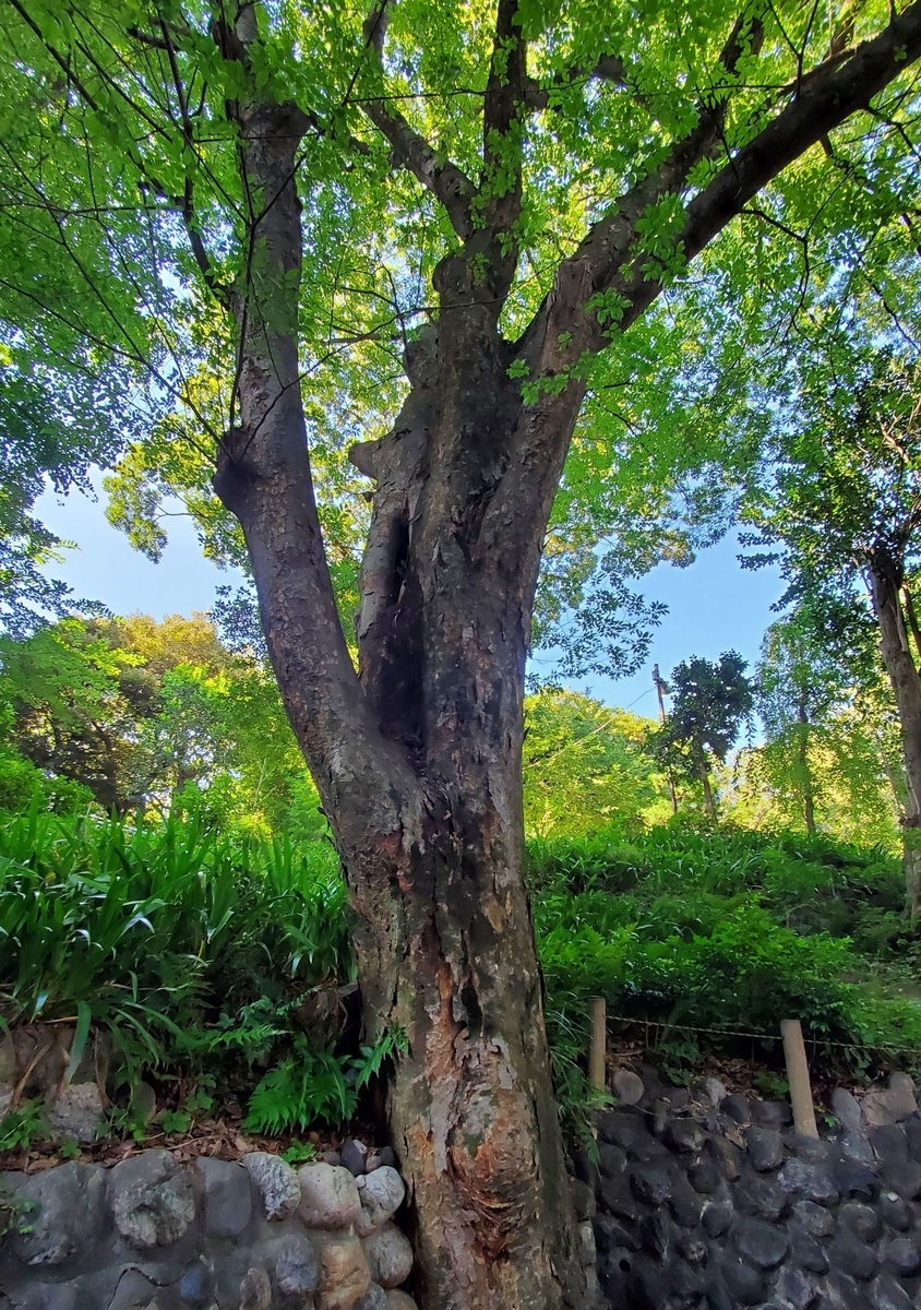 f:id:fishtail2017:20210718235023j:plain