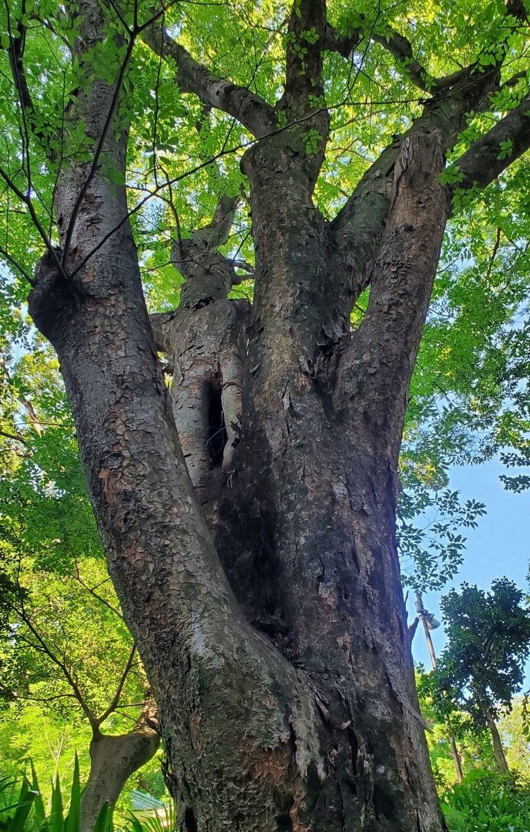 f:id:fishtail2017:20210718235045j:plain