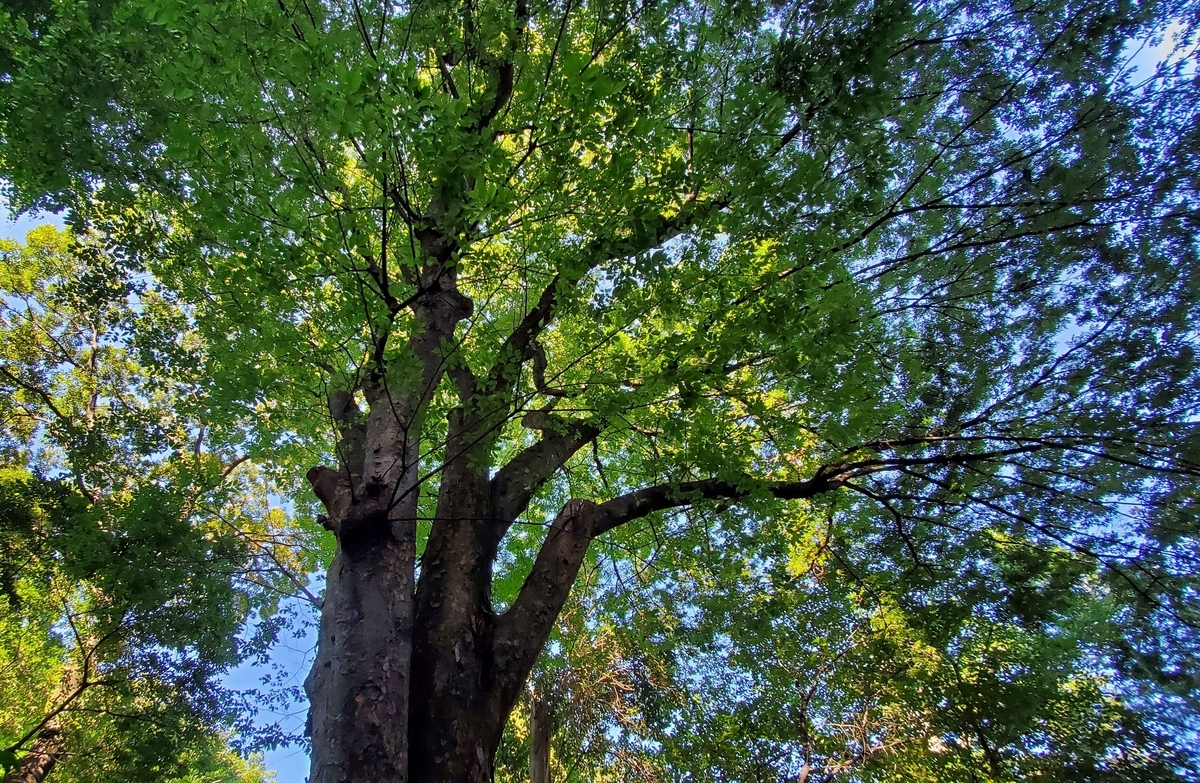 f:id:fishtail2017:20210718235102j:plain