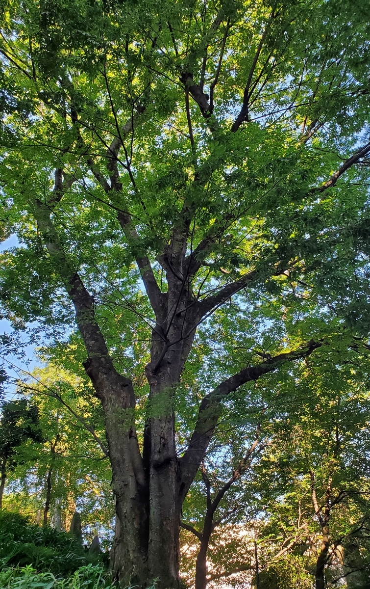 f:id:fishtail2017:20210718235145j:plain