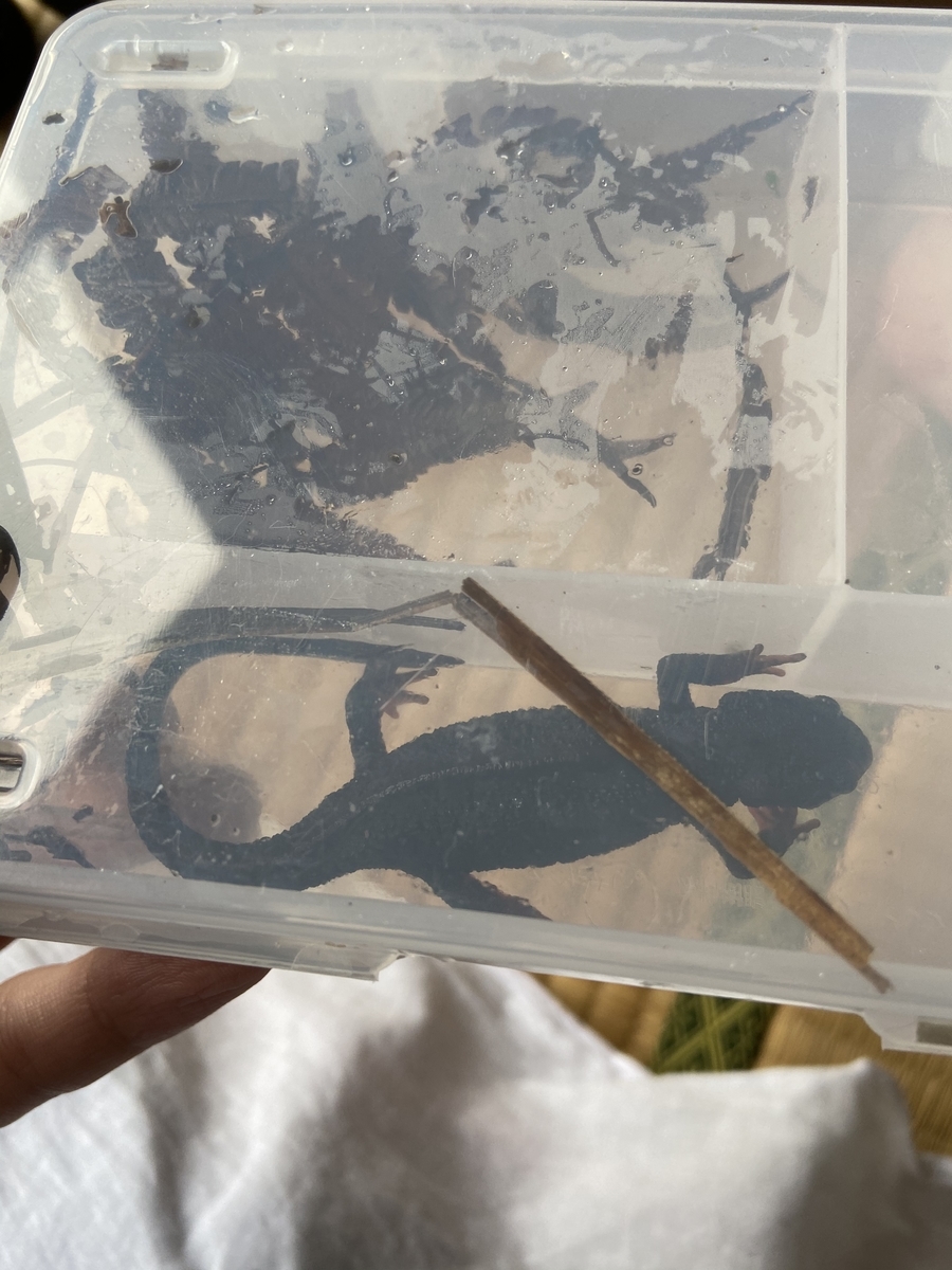 f:id:fissidens_dorcus:20210405173329j:plain