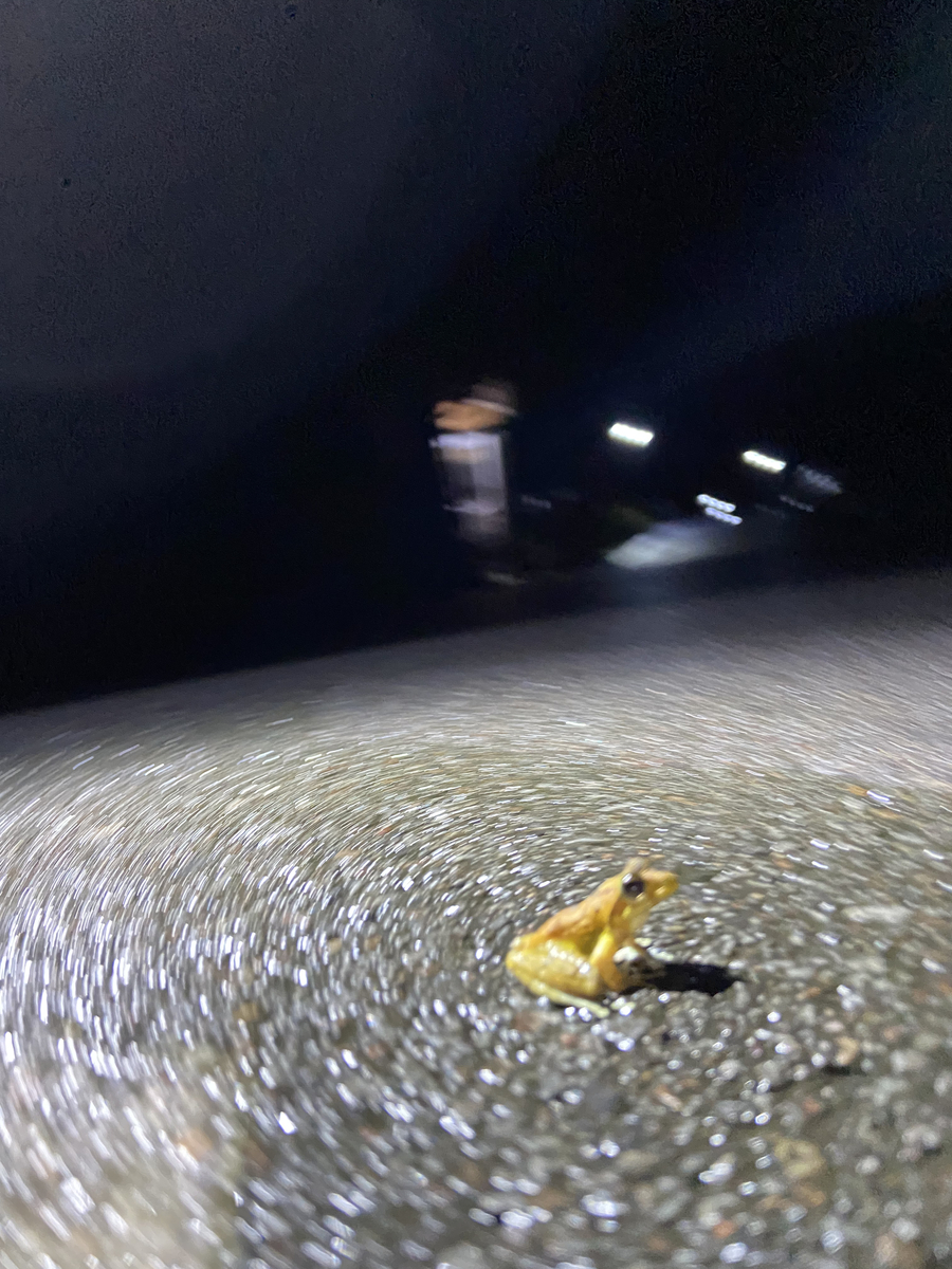 f:id:fissidens_dorcus:20210405173852j:plain