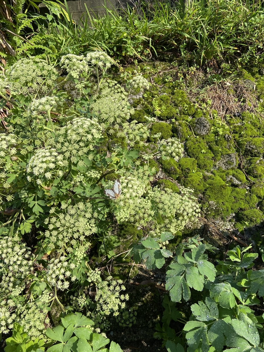 f:id:fissidens_dorcus:20210405174714j:plain